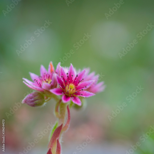 Siempreviva  Sempervivum montanum   N  ouvielle Nature Reserve  Vall  e d Aure  L Occitanie  Hautes-Pyr  n  es  France  Europe