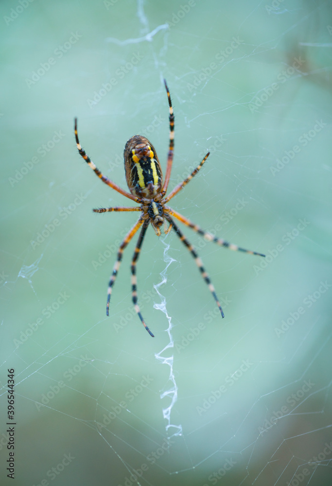 WASP SPIDER - ARAÑA TIGRE (Argiope bruennichi), Néouvielle Nature Reserve, Vallée d'Aure, L'Occitanie, Hautes-Pyrénées, France, Europe WASP SPIDER - ARAÑA TIGRE (Argiope bruennichi), Néouvielle Nature Reserve, Vallée d'Aure, L'Occitanie, Hautes-Pyrénées, France, Europe