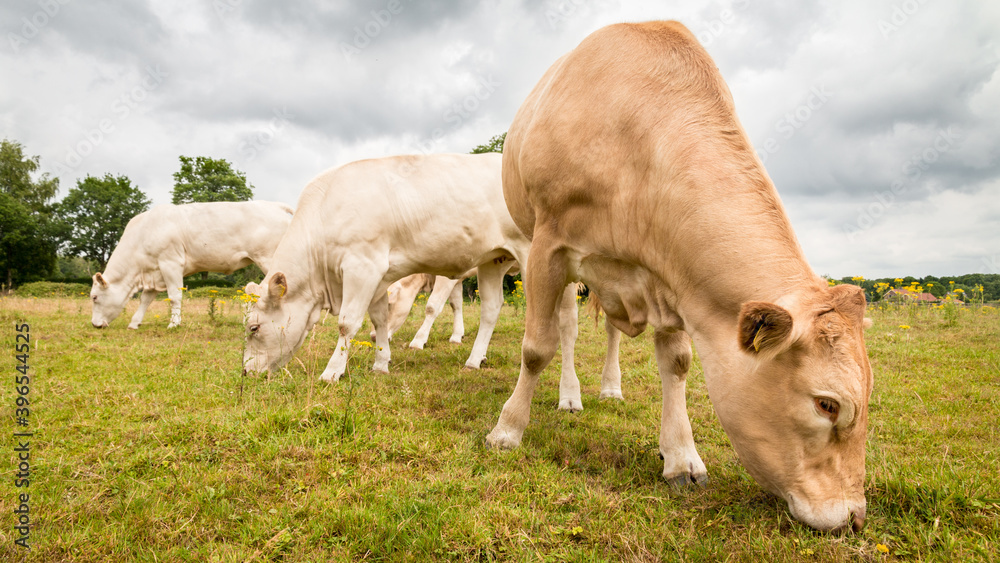 Brown cow on green grass under a clouded sky grazing Brown cow on green grass under a clouded sky grazing