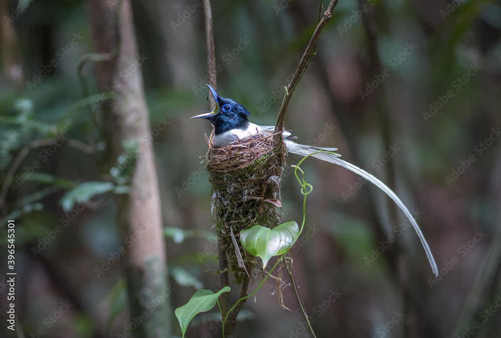 Fototapeta premium The long-tailed white-tailed bird slept in the nest and opened its mouth
