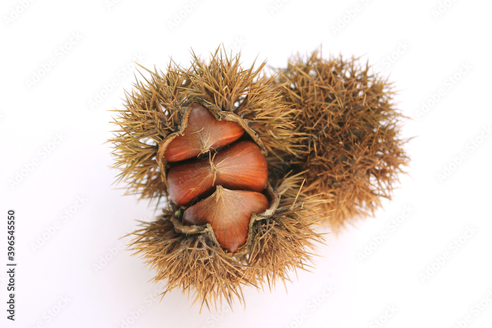 empty chestnut bur and chestnut isolated white background empty chestnut bur and chestnut isolated white background
