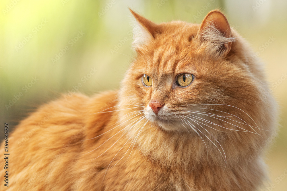 portrait red fur cat in green summer grass with sun glare in background portrait red fur cat in green summer grass with sun glare in background