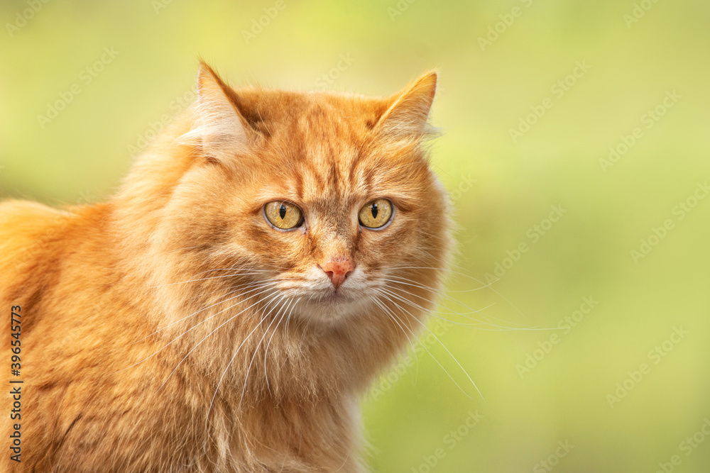 portrait red fur cat in green summer grass with sun glare in background