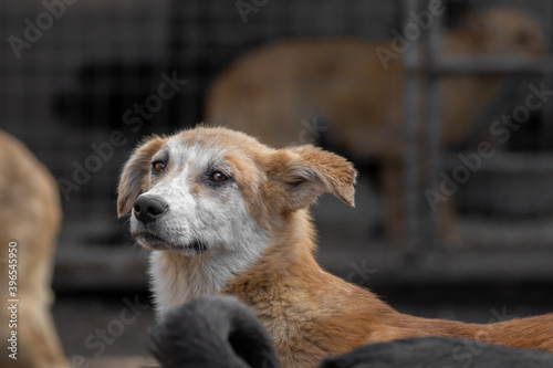 closeup portrait sad dog puppy locked in the metal cage. homeless dog concept