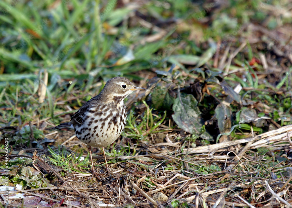 Siberian Buff-bellied Pipit, Anthus rubescens japonicus Siberian Buff-bellied Pipit, Anthus rubescens japonicus