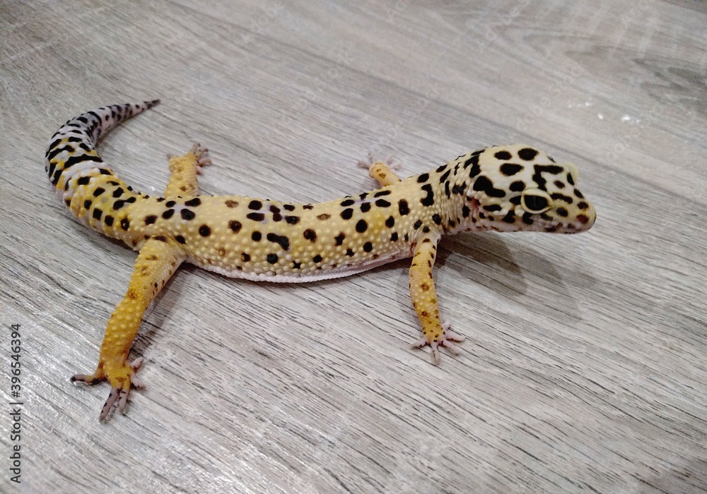 Naklejka premium leopard gecko 