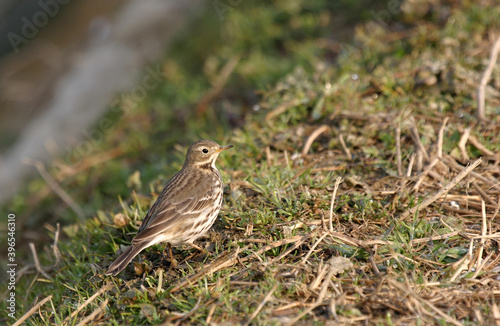 Siberian Buff-bellied Pipit, Anthus rubescens japonicus