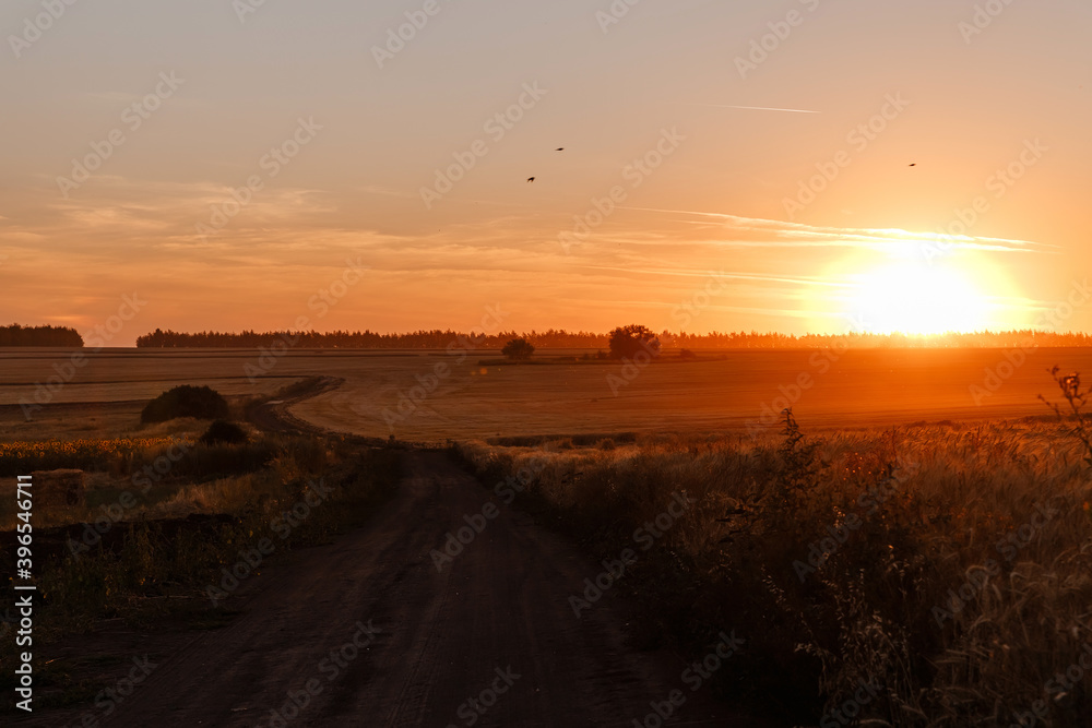 Wheat field and dirt road in the sunset. Golden hour.