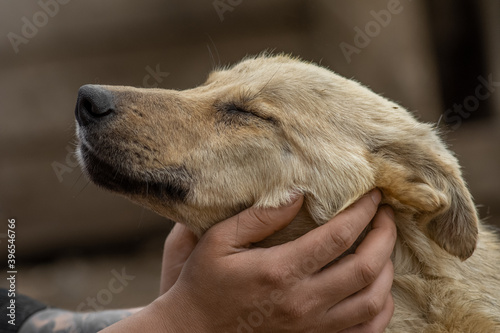 closeup portrait sad homeless abandoned brown dog with human hands in shelter for dogs