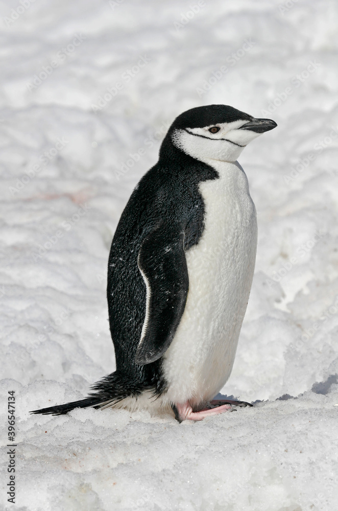 Fototapeta premium Chinstrap Penguin, Pygoscelis antarcticus