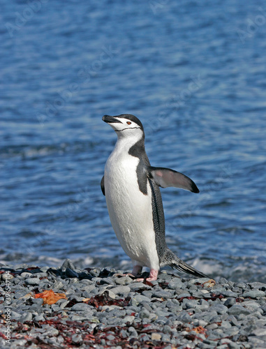 Chinstrap Penguin, Pygoscelis antarcticus