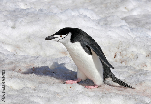 Chinstrap Penguin  Pygoscelis antarcticus