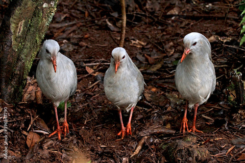 Kagu, Rhynochetos jubatus photo