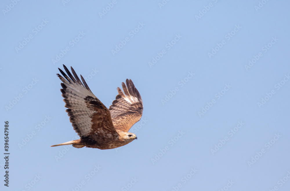 Obraz premium Long-legged Buzzard, Buteo rufinus