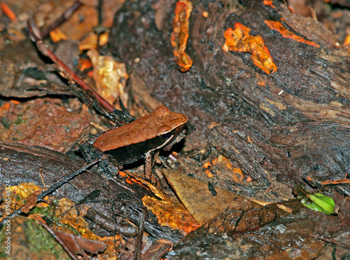 Mantidactylus albofrenatus photo