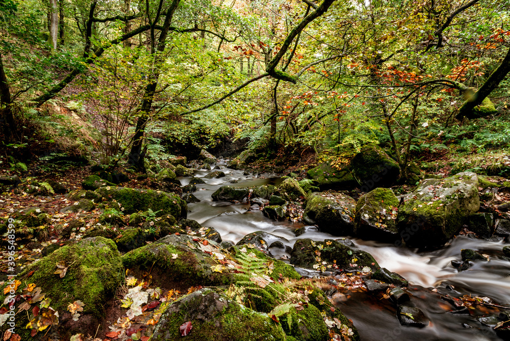 stream in the forest long exposure stream in the forest long exposure