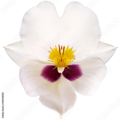 White orchid flower on a white isolated background with clipping path. For design. Closeup. Nature.