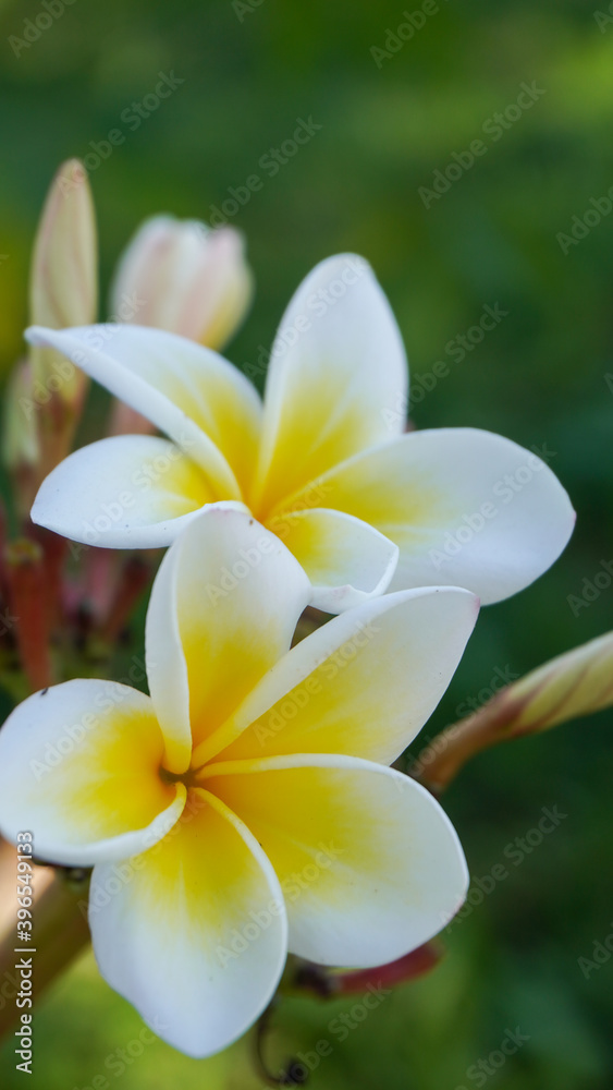 Fototapeta premium photo of artistic white plumeria in the garden