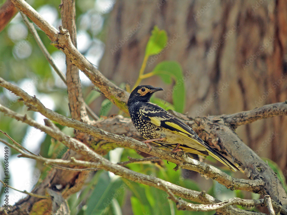 Regent Honeyeater, Anthochaera phrygia