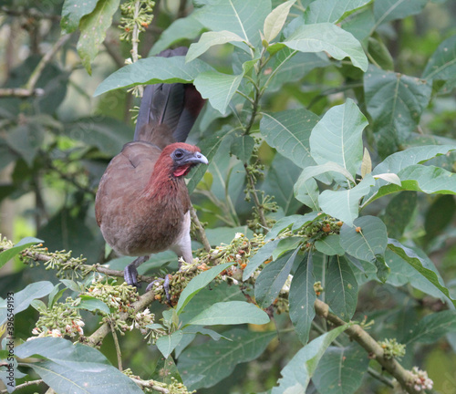 Rufous-headed Chachalaca, Ortalis erythroptera photo