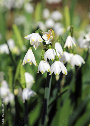 Close up of sunlit snowdrops 