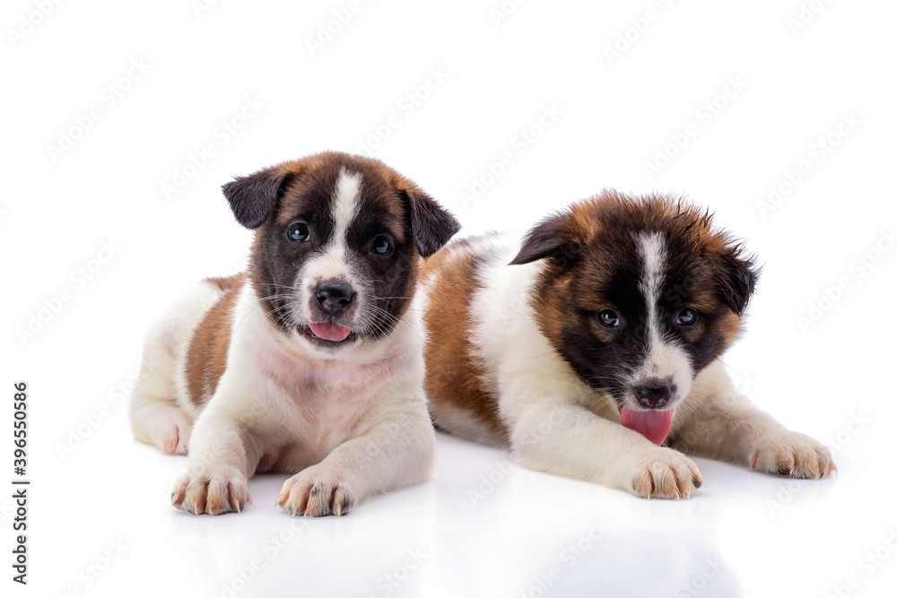 Obraz premium Two puppies with a white and brown coat are healthy and strong, with soft hair on a white background.