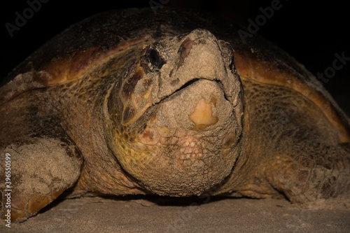 The loggerhead sea turtle (Caretta caretta) leaves the sea.