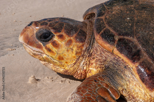 Loggerhead sea turtle (Caretta caretta) heads out to sea.