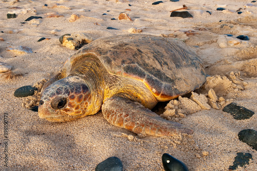Canvas Print Loggerhead sea turtle (Caretta caretta) heads out to sea.