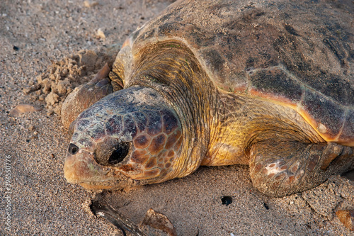Loggerhead sea turtle (Caretta caretta) heads out to sea.