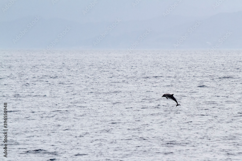The striped dolphin (Stenella coeruleoalba) jumping.