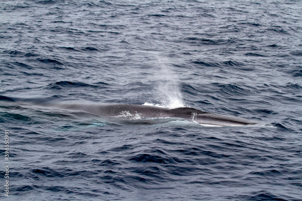 A big fin whale (Balaenoptera physalus) blows up. A big fin whale (Balaenoptera physalus) blows up.