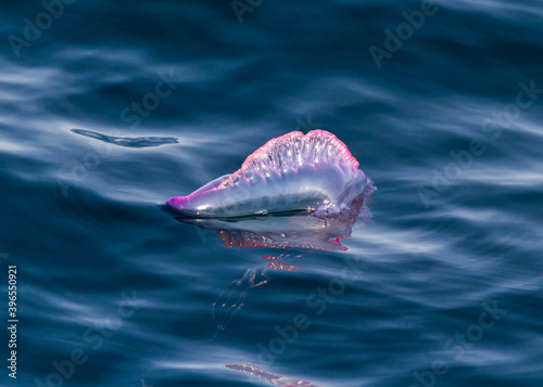 Portuguese man-of-war (Physalia physalis) hovering.