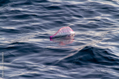Portuguese man-of-war (Physalia physalis) hovering.