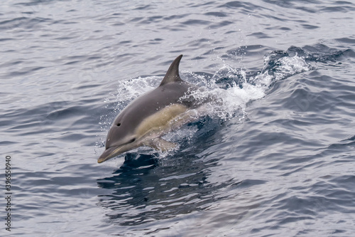 Short-beaked common dolphin (Delphinus delphis) swimming.