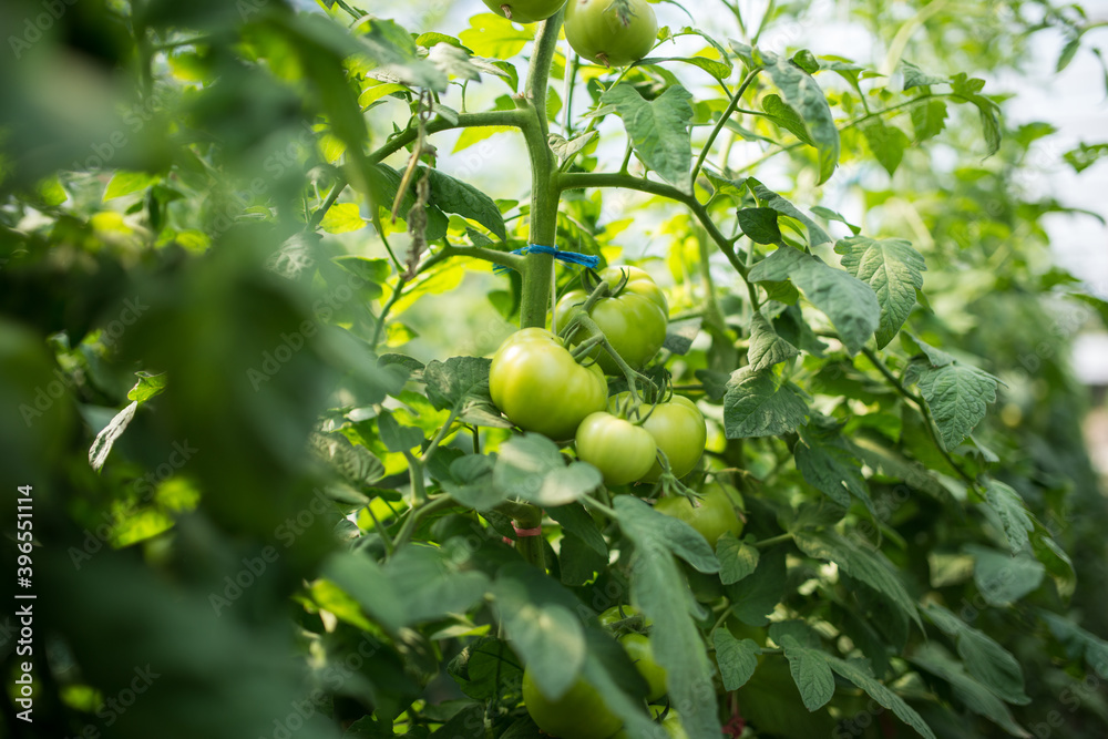 Greenhouse with tomato. Production of domestic tomatoes in household.