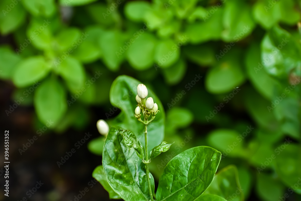 Jasminum sambac is a species of jasmine native to tropical Asia, from the Indian subcontinent to Southeast Asia. Jasminum sambac is a species of jasmine native to tropical Asia, from the Indian subcontinent to Southeast Asia.