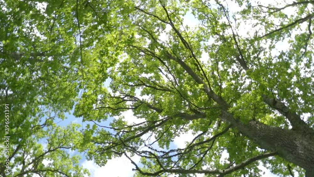 View of the tall trees in the forest with the green leaves on the big branches in Estonia View of the tall trees in the forest with the green leaves on the big branches in Estonia