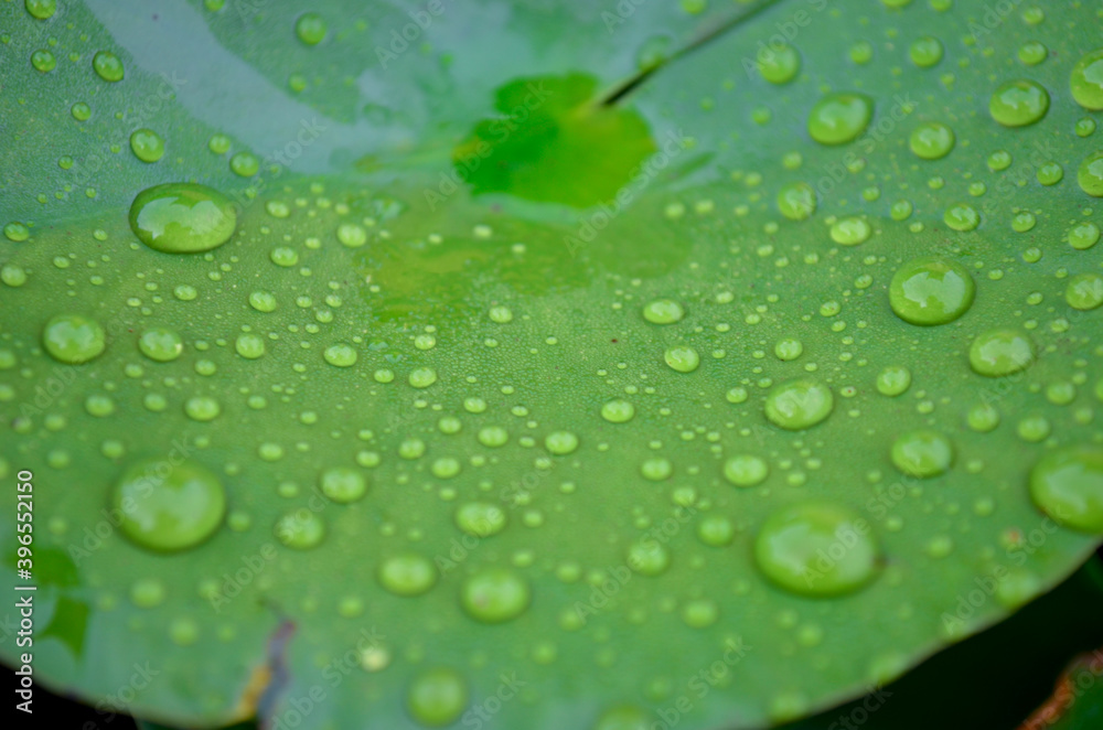 leaf with drops