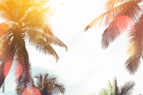 Copy space of tropical palm tree with sun light on sky background.