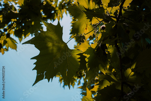 Sycamore leaves with blue sky background and sun reflections
