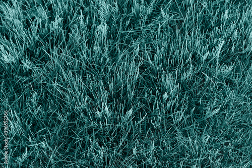 selective focus top view on texture of blue grass, unrealistic colors background