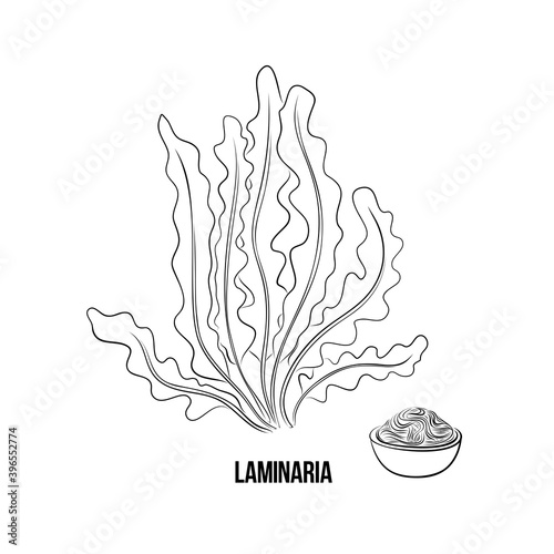 Algae set - laminaria. Green and red edible algae. Black and multi-colored sketch on a white background. Vector hand drawn illustration. Line, ink