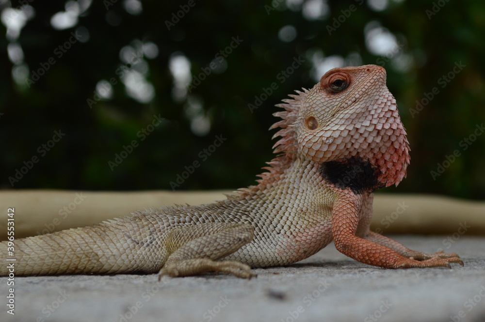 Obraz premium Garden lizard