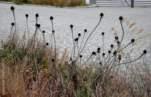 autumn perennial beds are sad but beautiful. their fertility spews out the seeds and acts aesthetically with the yellow leaves and tufts of grasses. prairie-type city bed at the end of November photo