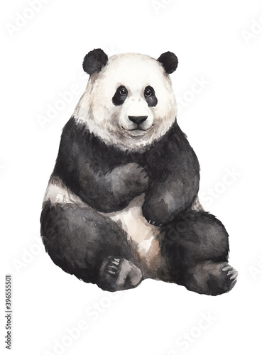 animal sketch cute big fluffy panda wildlife theme watercolor drawing