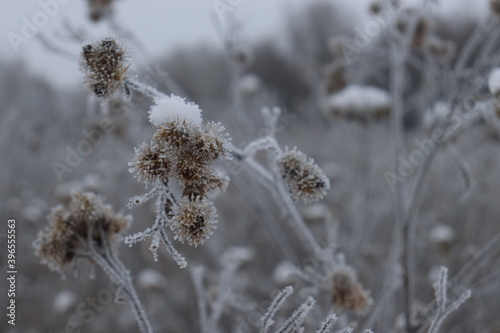 bardane épinette macro paysage d'hiver