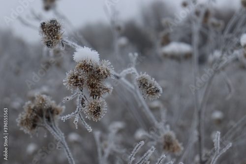 Vászonkép bardane épinette macro paysage d'hiver