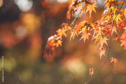 赤く色づく秋