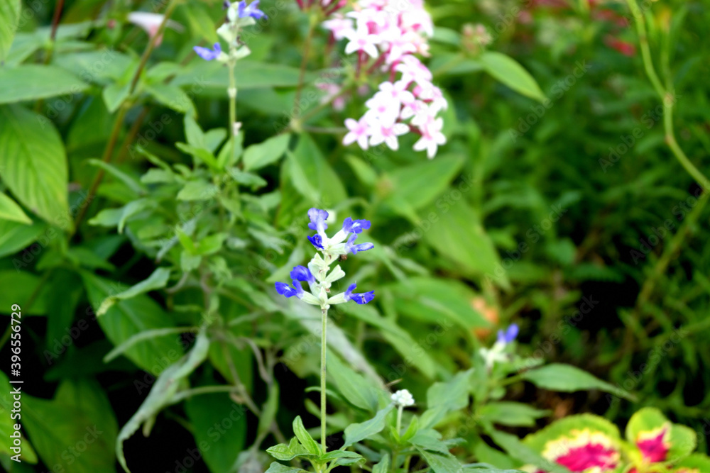 forget me not flowers